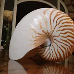 Nautilus 3*